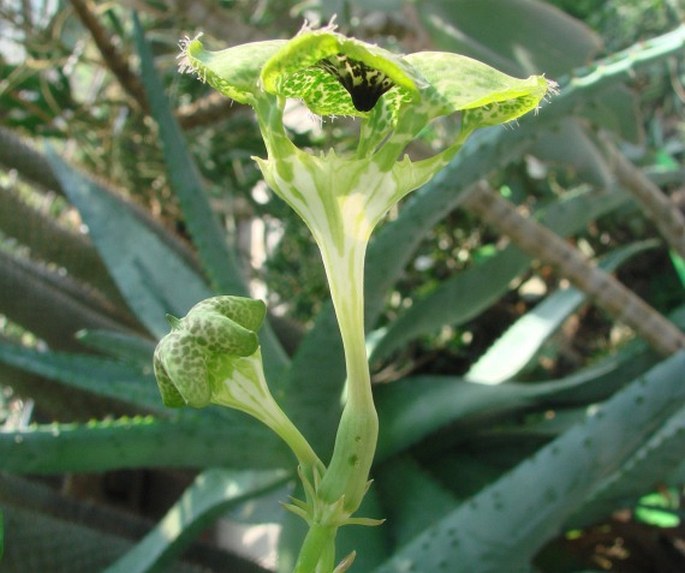 Ceropegia sandersonii