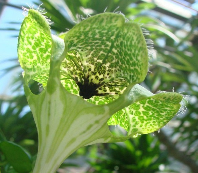 CEROPEGIA SANDERSONII Decne. ex Hook. f. - svícník