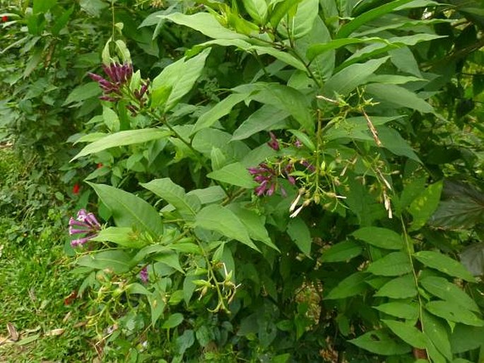 Cestrum × cultum