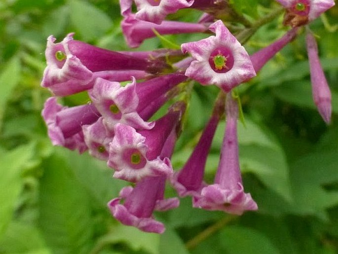 Cestrum × cultum