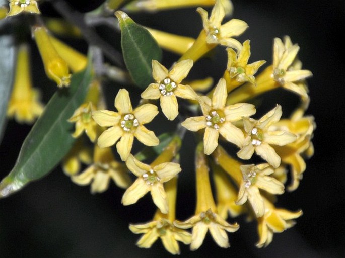 Cestrum parqui