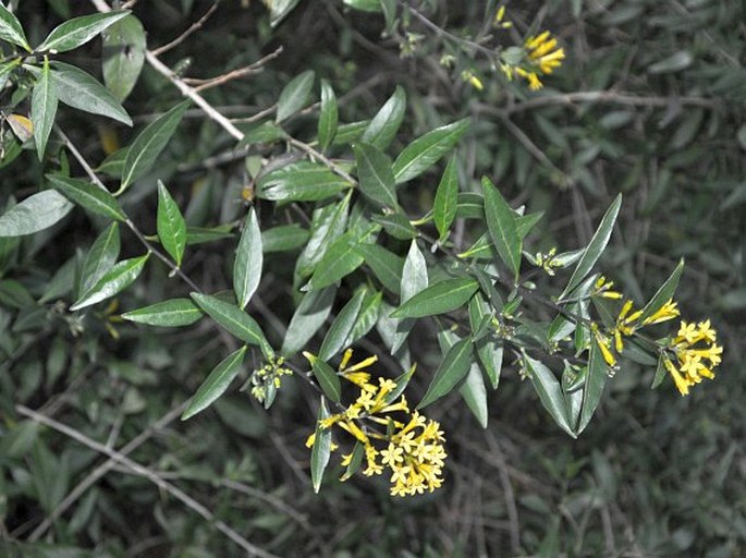 Cestrum parqui