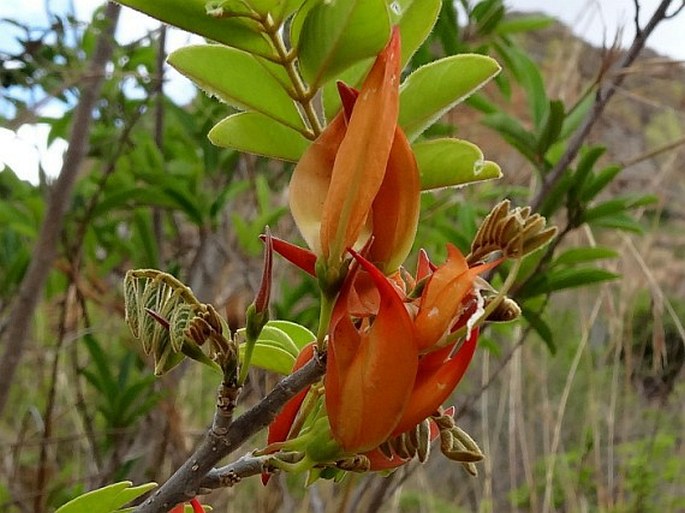 Chadsia flammea