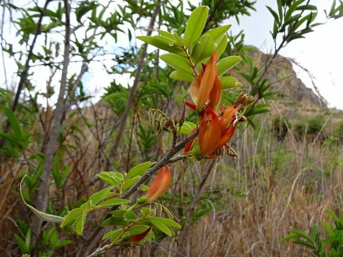 CHADSIA FLAMMEA Bojer