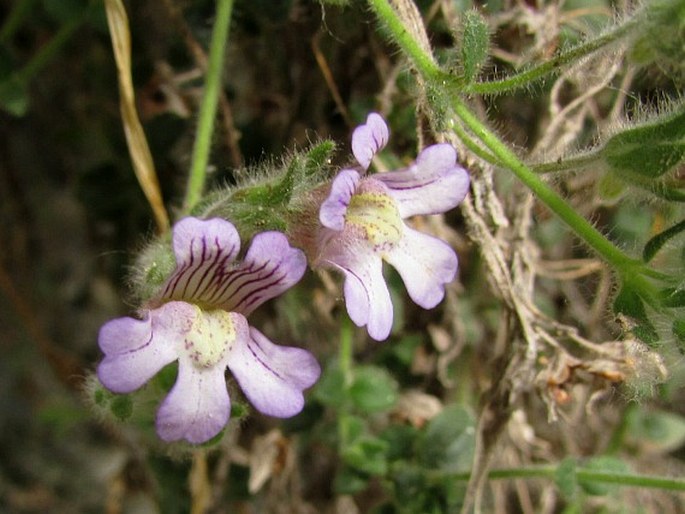 CHAENORHINUM VILLOSUM subsp. GRANATENSE (Willk.) Valdés – hledíček / škľabinček