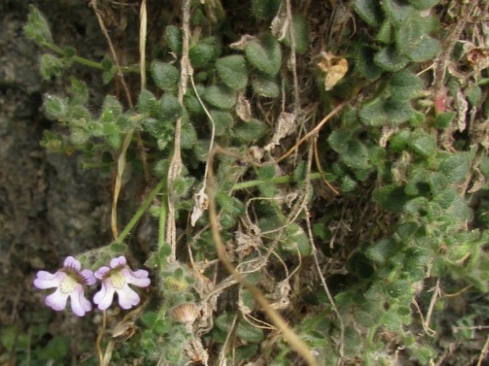 Chaenorhinum villosum subsp. granatense