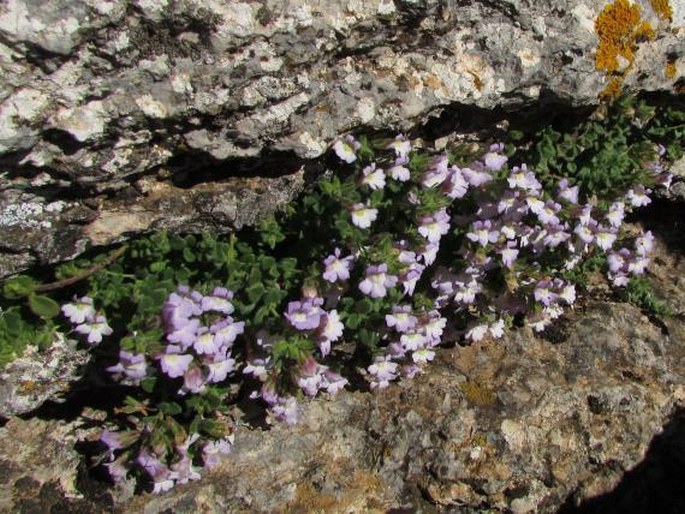 Chaenorhinum villosum