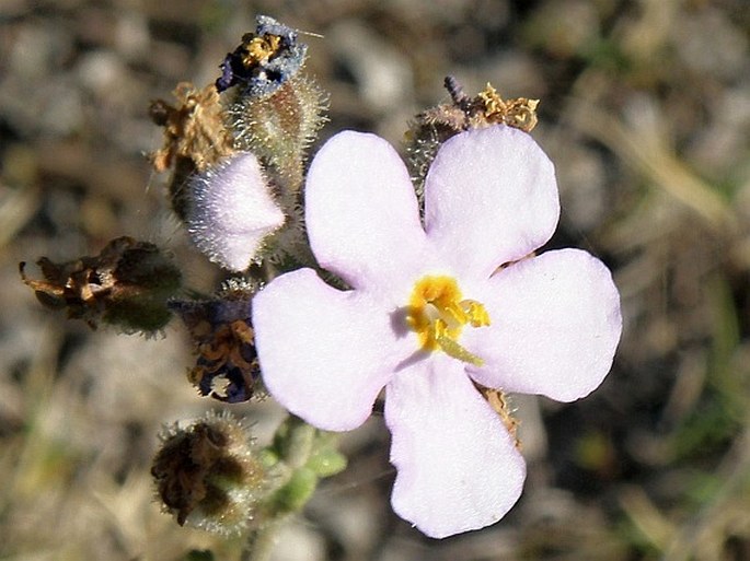 CHAENOSTOMA CAERULEUM (L. f.) Kornhall