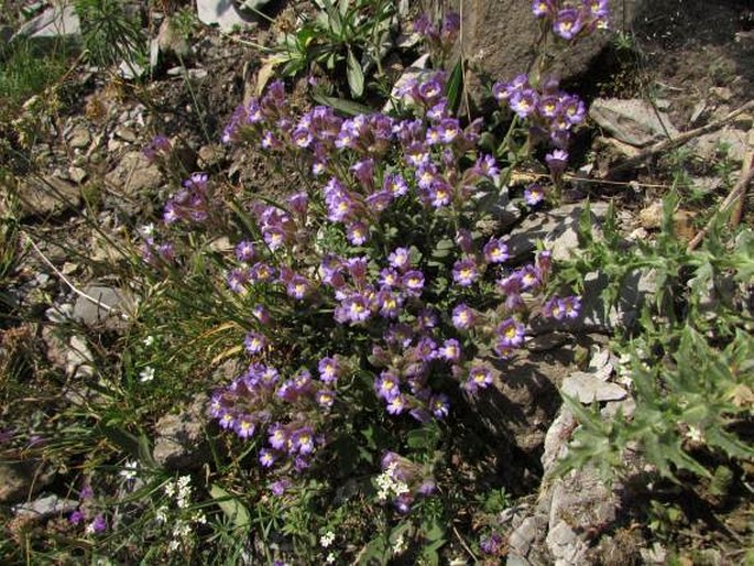 Chaenorhinum origanifolium