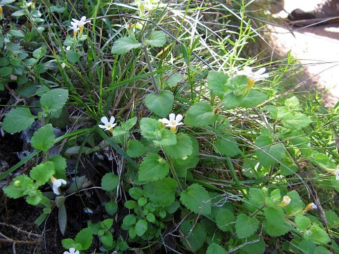 Chaenostoma cordatum