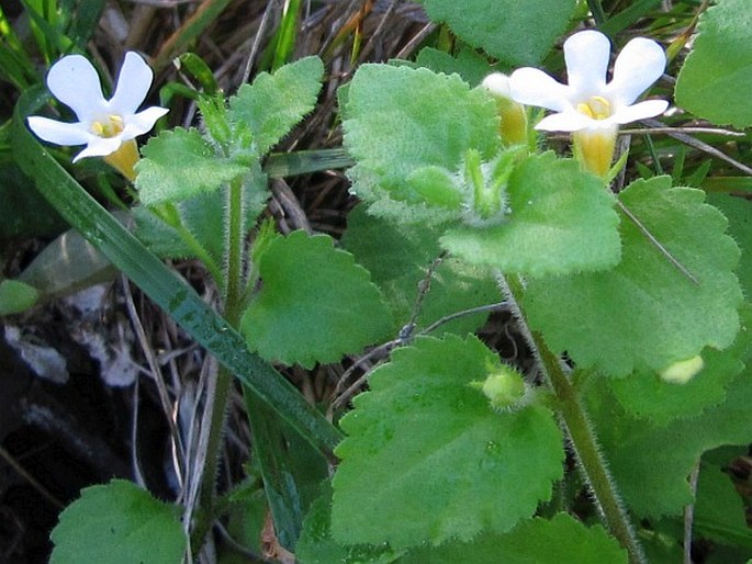 Chaenostoma cordatum