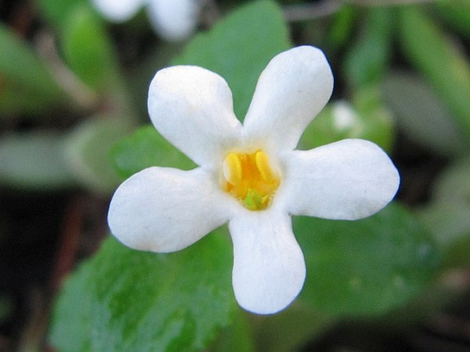 Chaenostoma cordatum