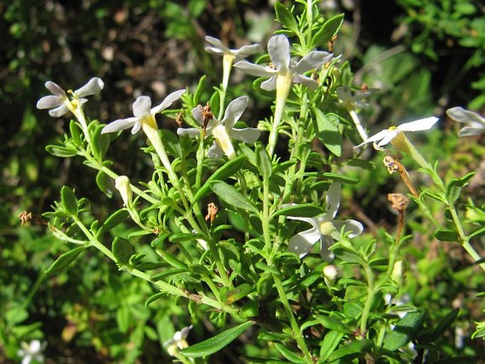 Chaenostoma integrifolium