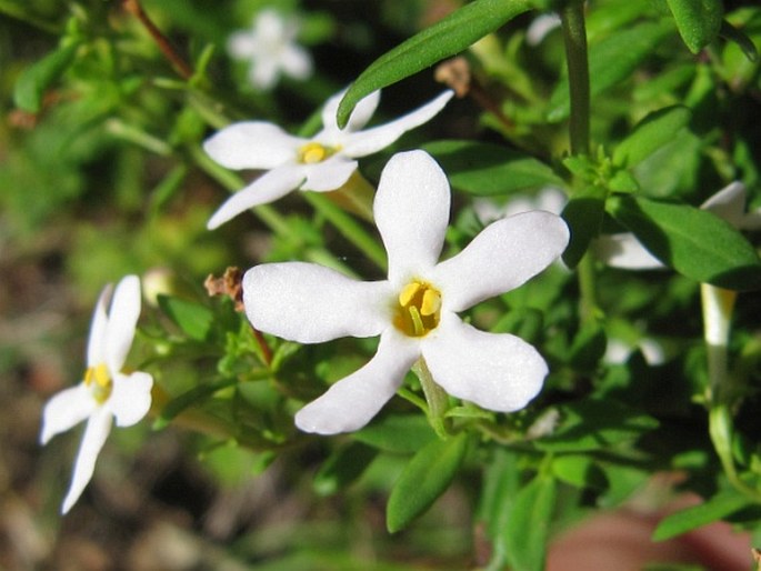 Chaenostoma integrifolium