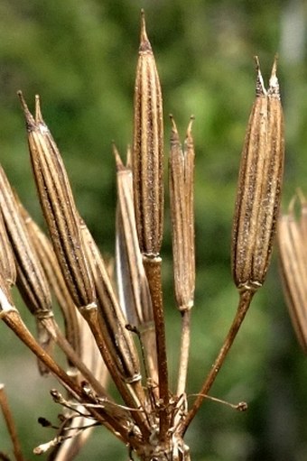 Chaerophyllum villarsii