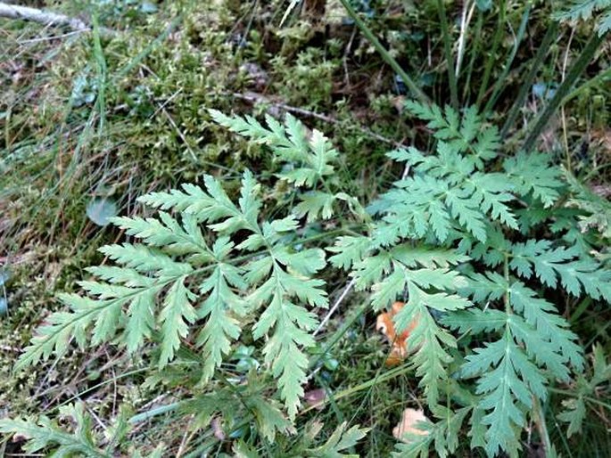 Chaerophyllum villarsii