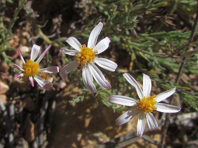 CHAETOPAPPA ERICOIDES (Torr.) G. L. Nesom