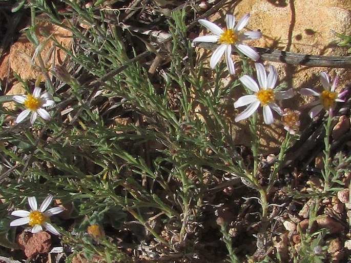 Chaetopappa ericoides