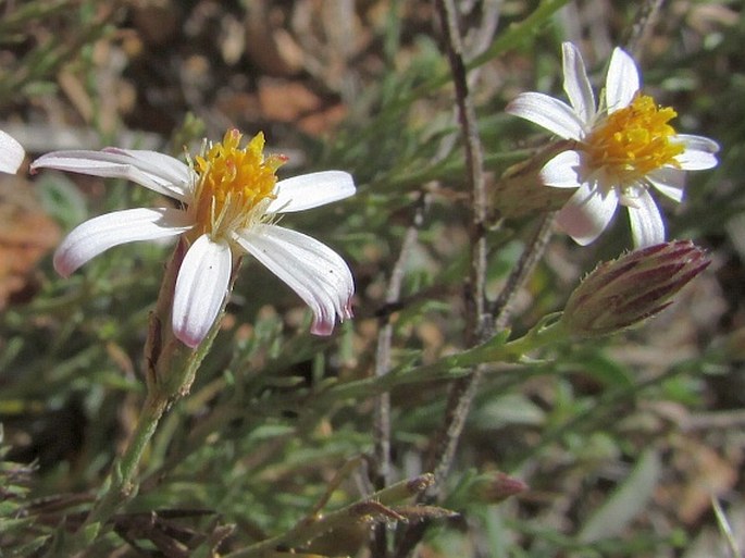 Chaetopappa ericoides