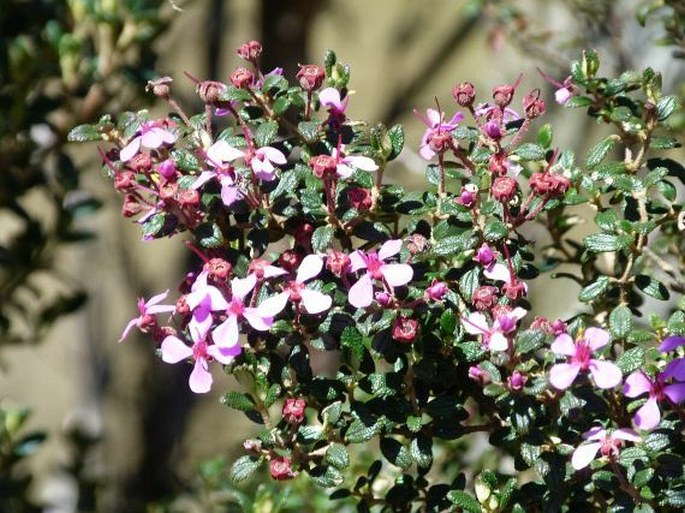 CHAETOLEPIS LINDENIANA (Naudin) Triana