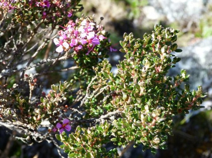 Chaetolepis lindeniana