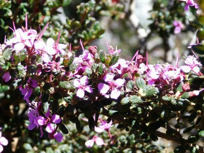 Chaetolepis lindeniana