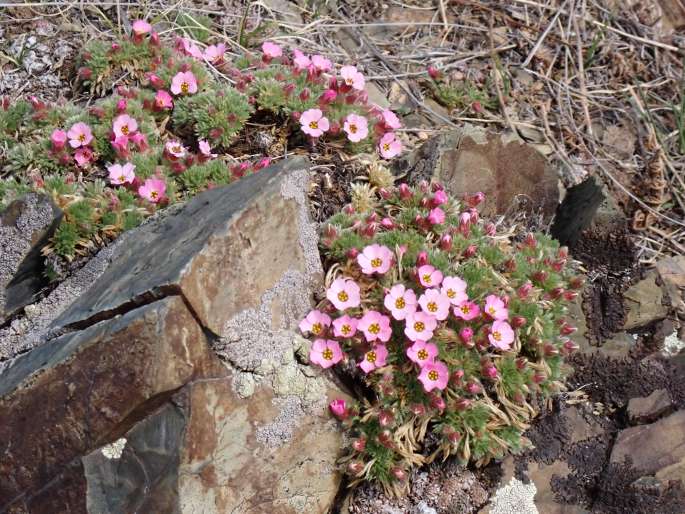 Chamaerhodos altaica