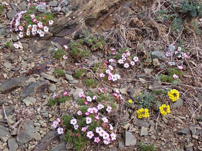 Chamaerhodos altaica