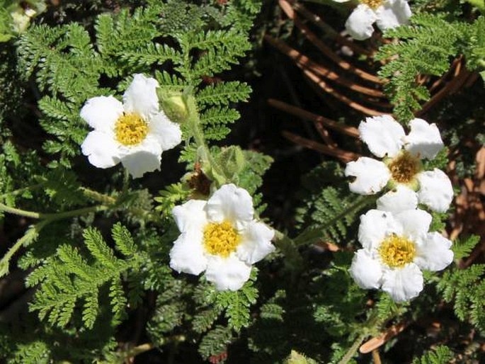 Chamaebatia foliolosa