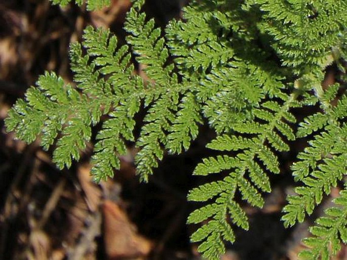 Chamaebatia foliolosa