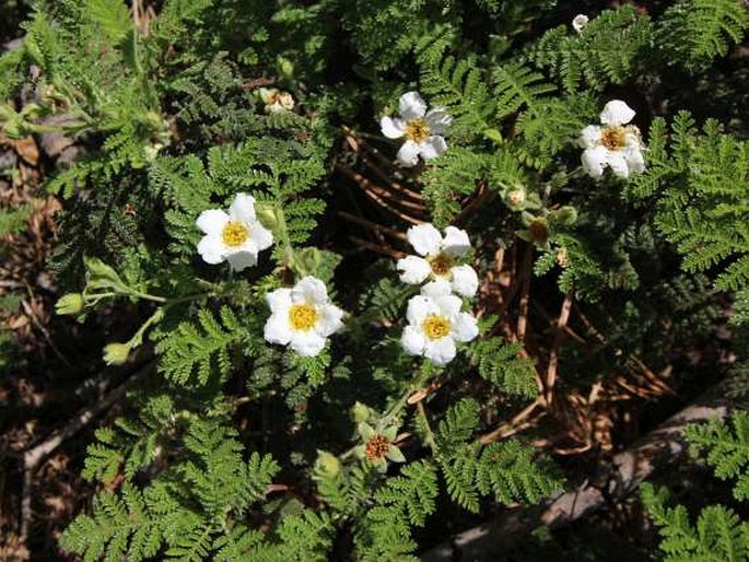 CHAMAEBATIA FOLIOLOSA Benth.