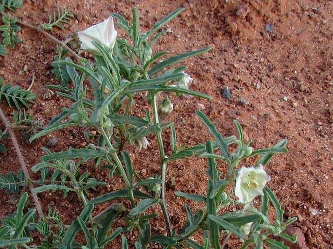 CHAMAESARACHA CORONOPUS (Dunal) A. Gray