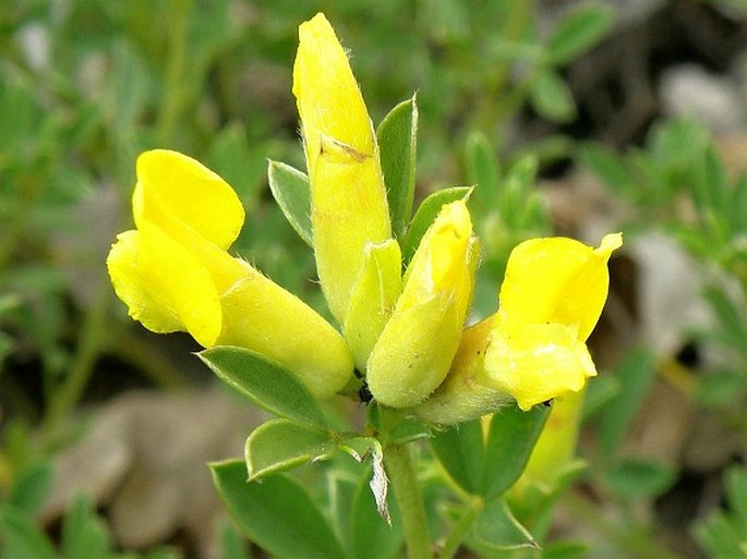 Chamaecytisus tommasinii