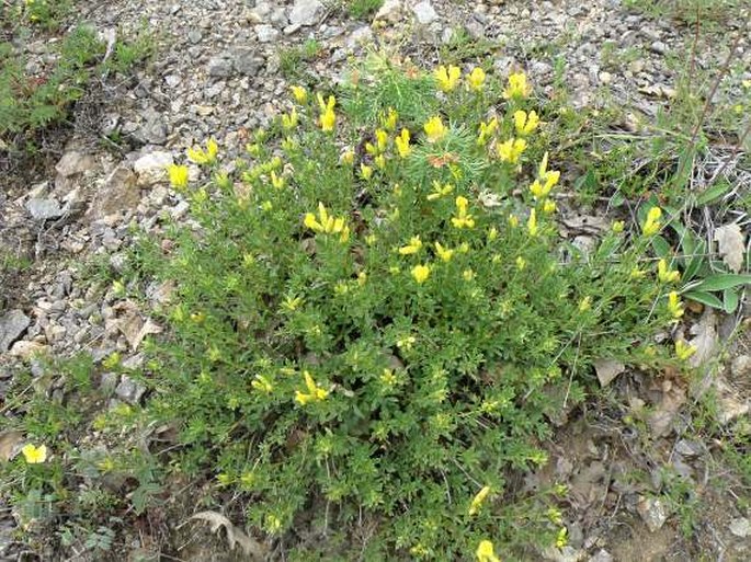 Chamaecytisus tommasinii