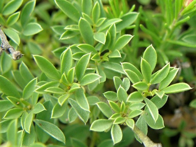 Chamaecytisus tommasinii