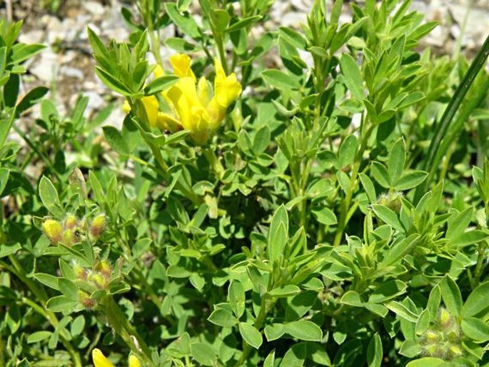 Chamaecytisus tommasinii