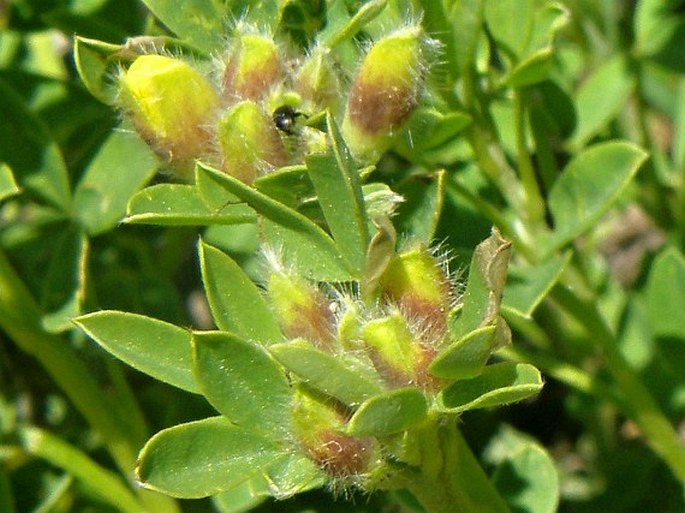 Chamaecytisus tommasinii