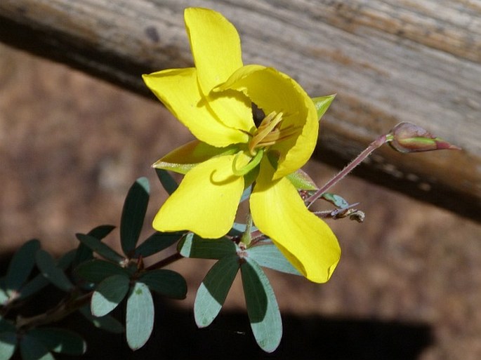 CHAMAECRISTA DESVAUXII (Collad.) Killip