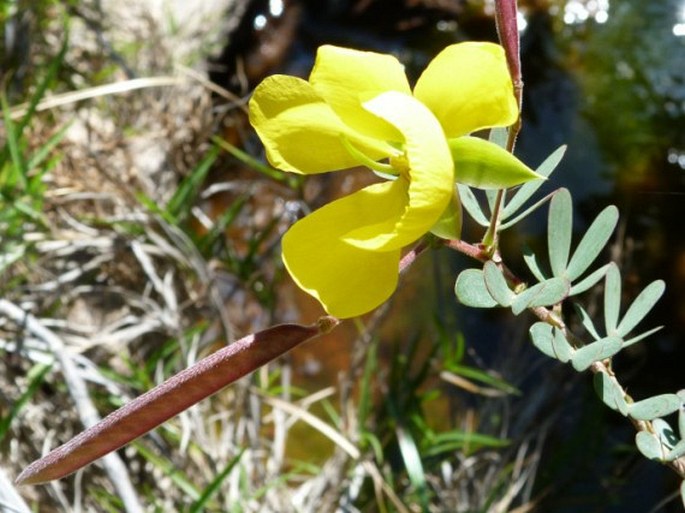 Chamaecrista desvauxii