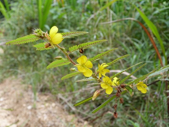 Chamaecrista flexuosa