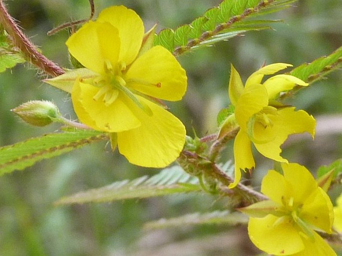 Chamaecrista flexuosa