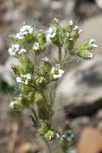 Chamaerhodos erecta