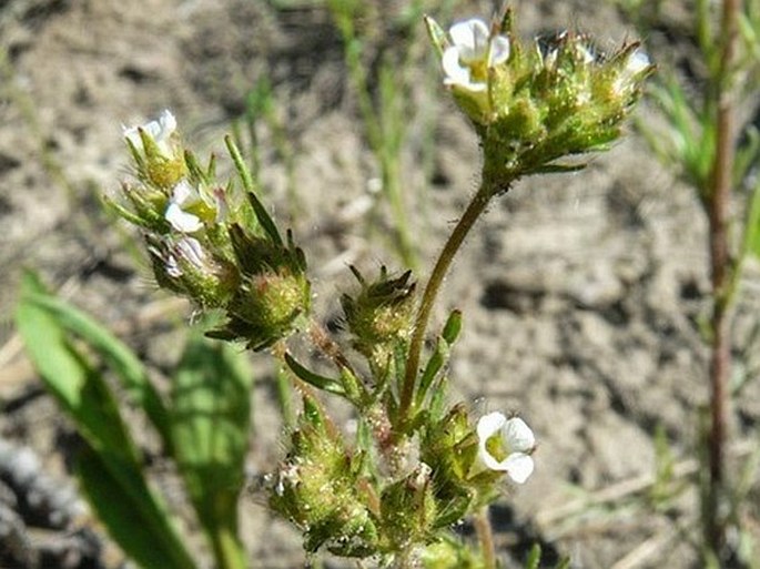 Chamaerhodos erecta