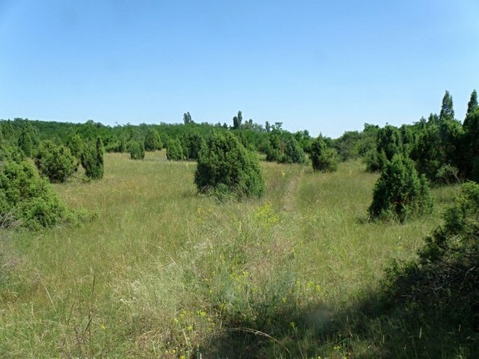 Chamaecytisus austriacus subsp. heuffelii