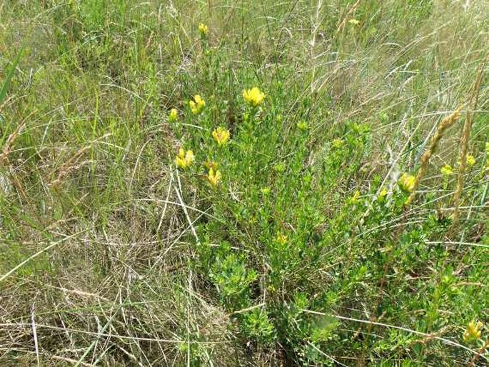 Chamaecytisus austriacus subsp. heuffelii