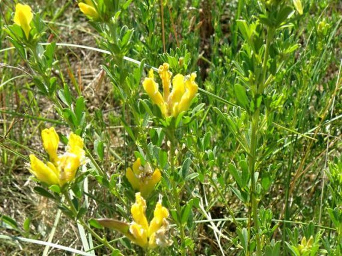 Chamaecytisus austriacus subsp. heuffelii