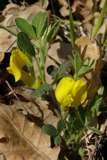 Chamaecytisus hirsutus