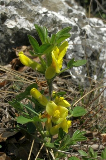 Chamaecytisus hirsutus