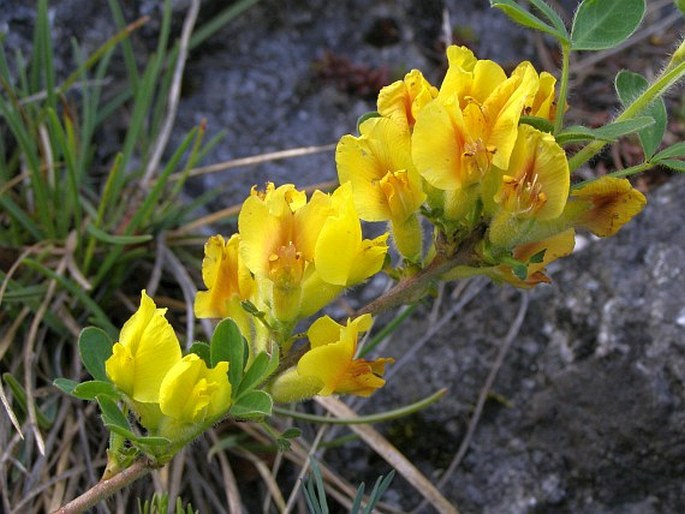 Chamaecytisus hirsutus