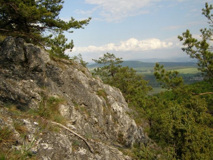 Chamaecytisus hirsutus